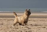 CAIRN TERRIER 364